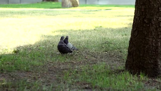 鸽子在公园的草坪上亲吻。一对鸽子在公园的草地上刷羽毛。