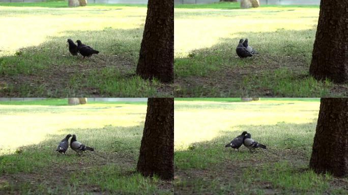 鸽子在公园的草坪上亲吻。一对鸽子在公园的草地上刷羽毛。