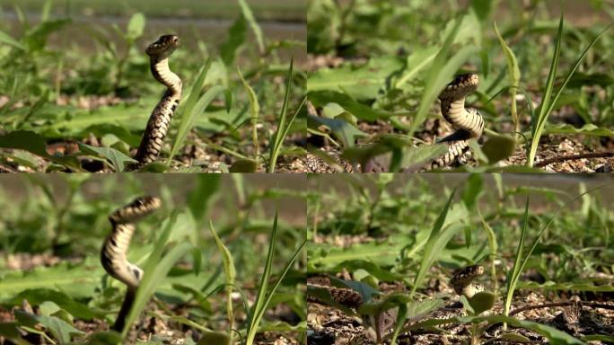 女人的手捕捉并释放草蛇-草蛇，有时也称为环蛇或水蛇，是欧亚无毒蛇。