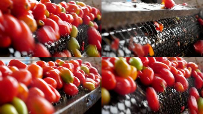 从番茄加工厂的传送带上掉下来的数百个新鲜西红柿