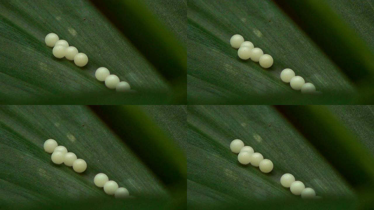 一排美味的蝴蝶蛋，就像绿叶上的珍珠一样。
