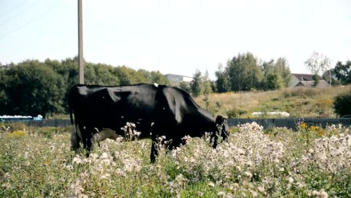 在绿草上放牧的牛和小牛