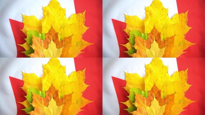 枫叶在加拿大国旗的颜色上