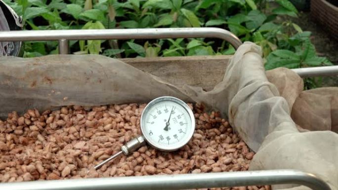 在木桶中发酵的可可豆的温度测量，以保持可可风味的质量。