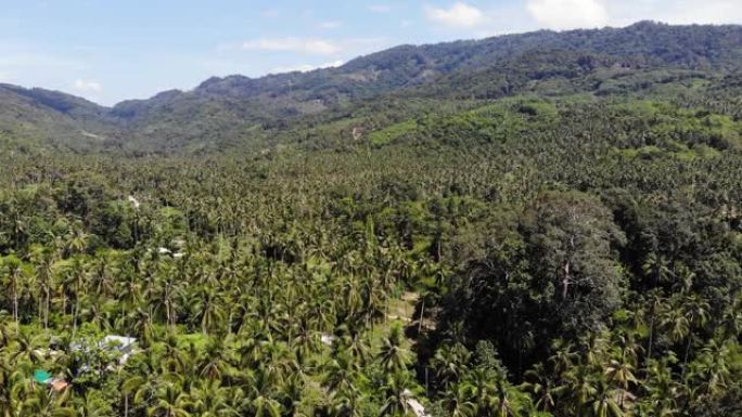 穿过椰子种植园的路径。泰国苏梅岛晴天穿过椰子树的道路。天堂山景观的无人机视图。飞越绿色植物。森林砍伐