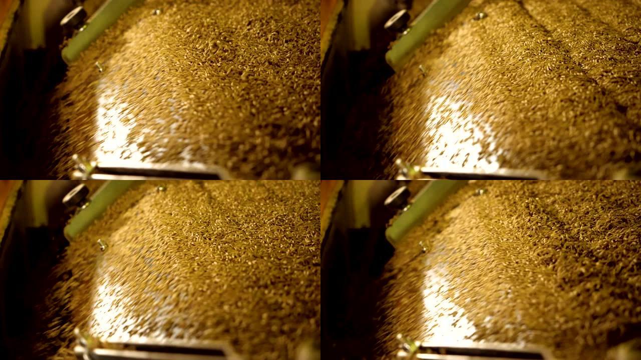 谷物的处理: 黑麦，大麦，使用现代设备的小麦。慢动作。高清