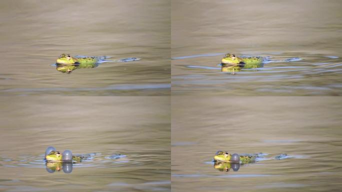 绿色沼泽青蛙在池塘里呱呱叫。Pelophylax ridibundus