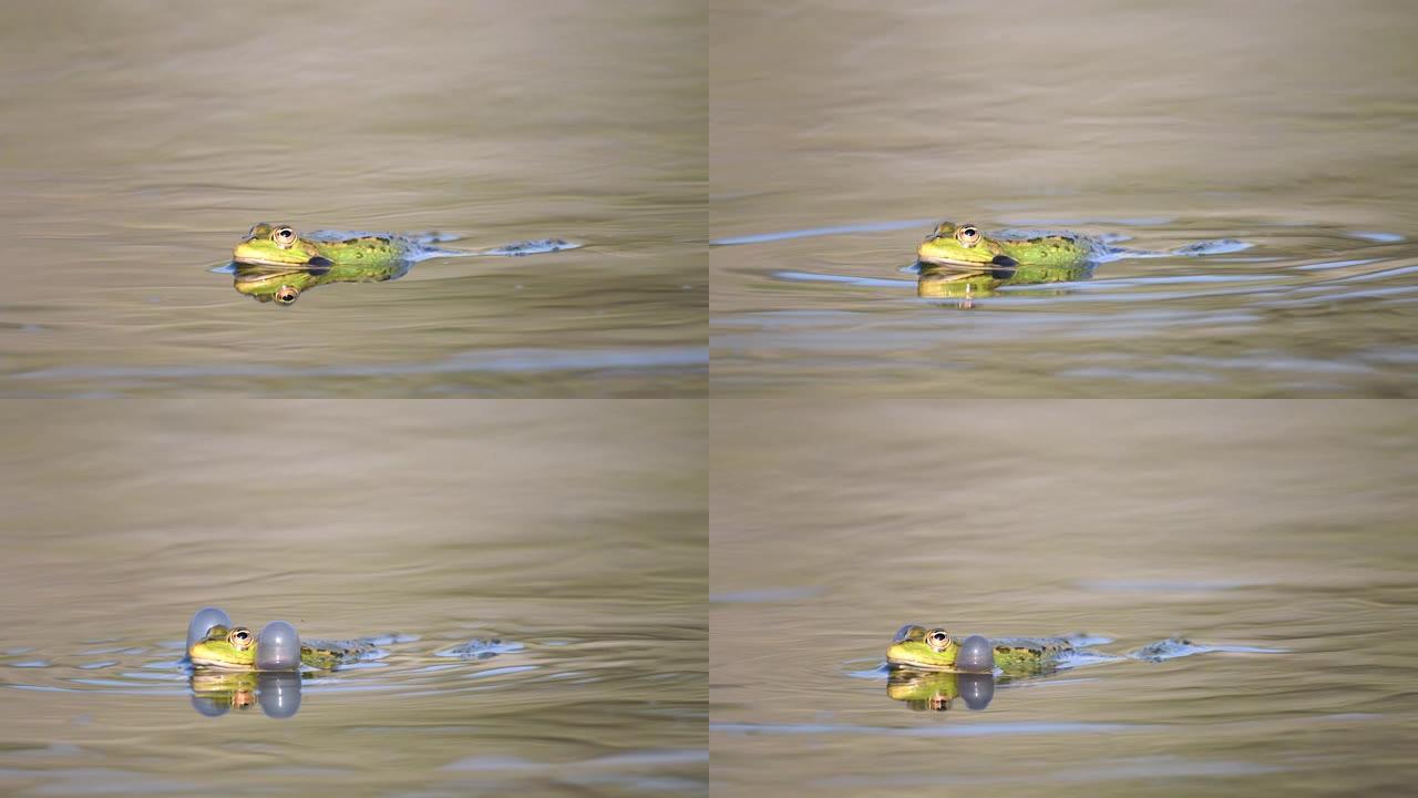 绿色沼泽青蛙在池塘里呱呱叫。Pelophylax ridibundus