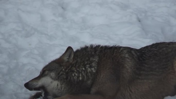 雪地里的灰太狼在森林里寻找食物，慢动作