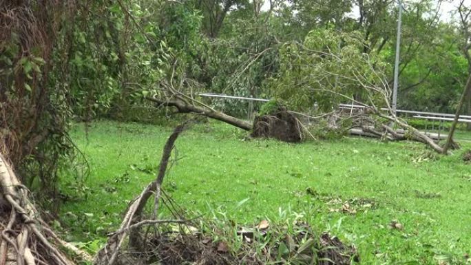 热带风暴袭击台湾台风Soudelor 4k后，公园倒下的树木受损