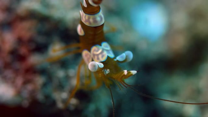 蹲下的海葵虾，Thor amboinensis，在礁石上跳舞