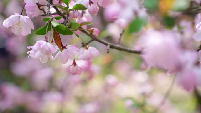 南京樱花