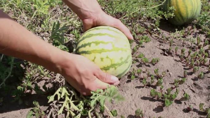 农夫检查花园里生长的西瓜的成熟度。农夫的双手特写，检查西瓜的收成。
