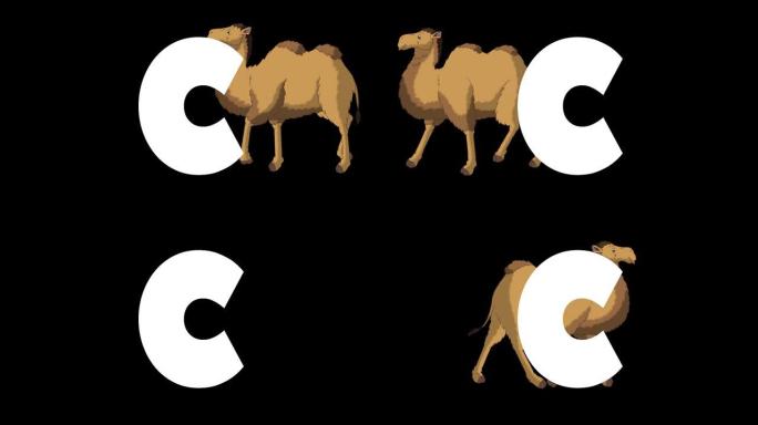 字母C和背景上的骆驼