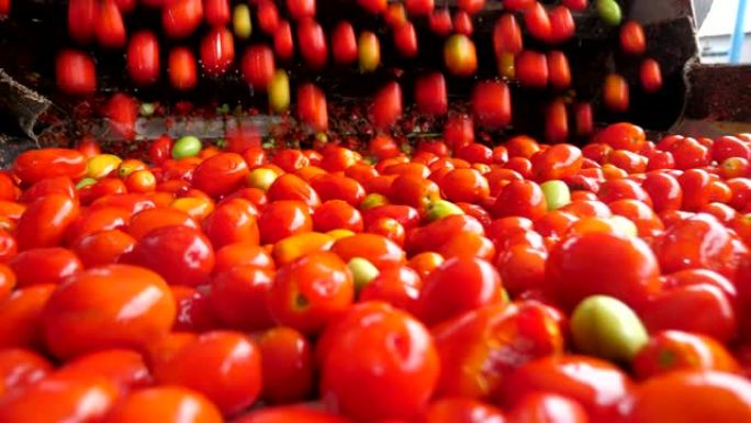 大量新鲜西红柿落在番茄加工厂的传送带上
