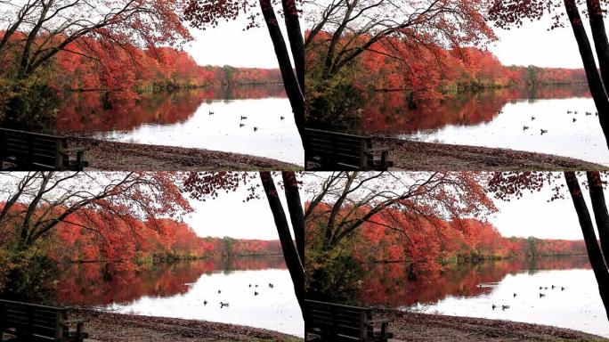 10月晚期南方池塘的景色，鸭子漂浮在秋天彩树的倒影上