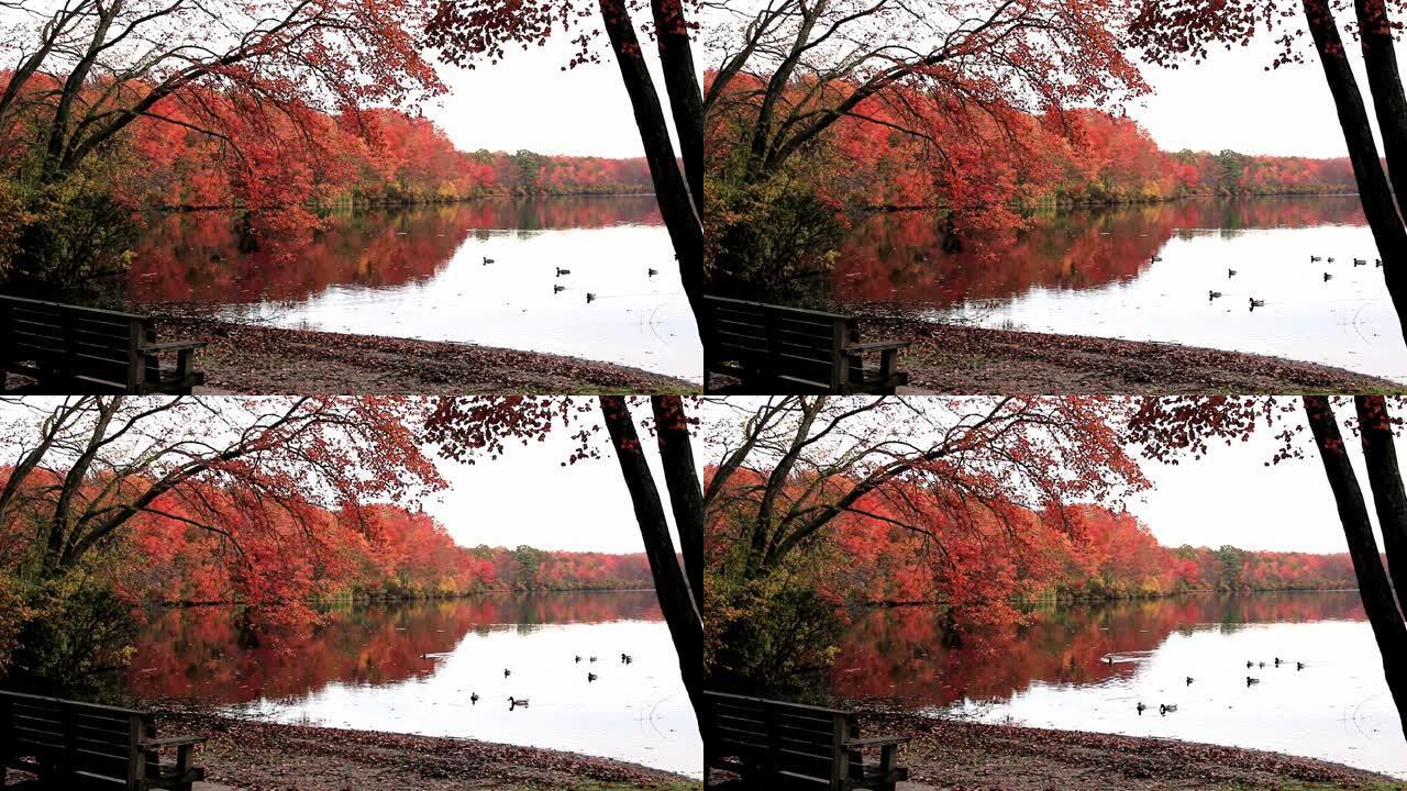 10月晚期南方池塘的景色，鸭子漂浮在秋天彩树的倒影上