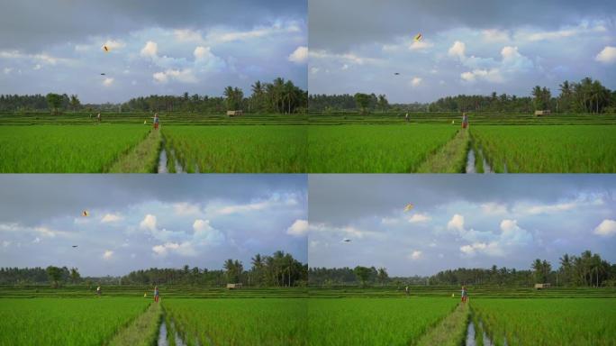 慢动作拍摄一个小男孩带着风筝穿过美丽的稻田