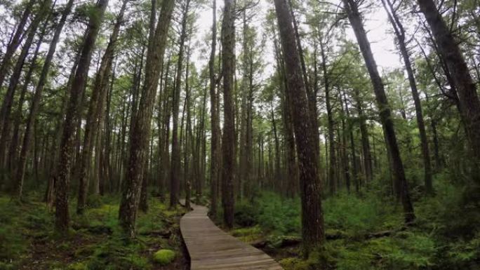 在加拿大新斯科舍省凯吉姆库吉克国家公园森林徒步旅行