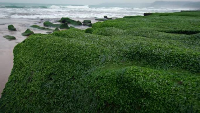 新北市4k老美绿礁。沿海的毯子花盛开