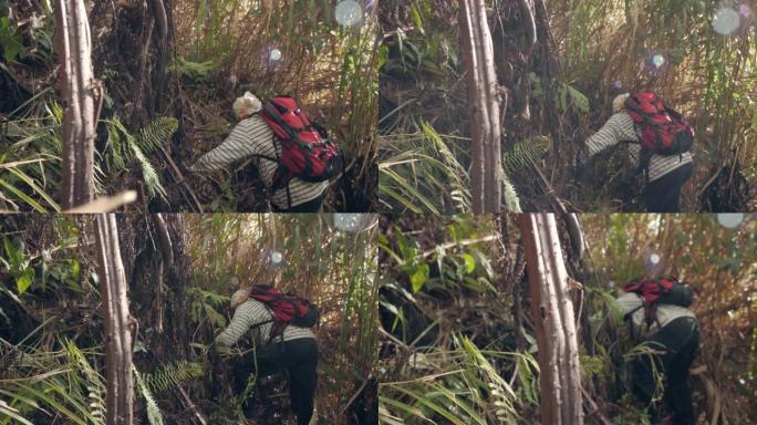 老人在丛林森林里爬山，抱着藤本植物徒步旅行。
