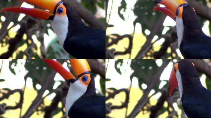 托科巨嘴鸟 (Ramphastos Toco) 的侧视图，也被称为自然栖息地中的普通巨嘴鸟或巨型巨嘴