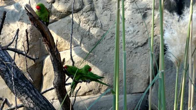 一群鹦鹉坐在树枝上 (Psittacara frontatus)。一只绿鹦鹉