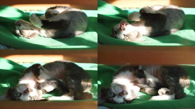 小猫躺在阳光下