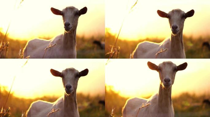 爱尔兰乡村农场里绿色牧场上可爱的白山羊。