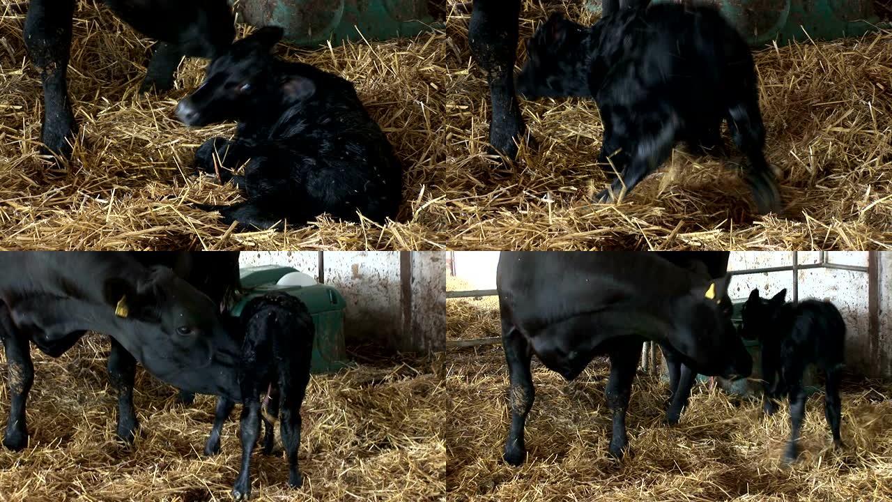 刚出生的小牛在母亲的帮助下第一次起床