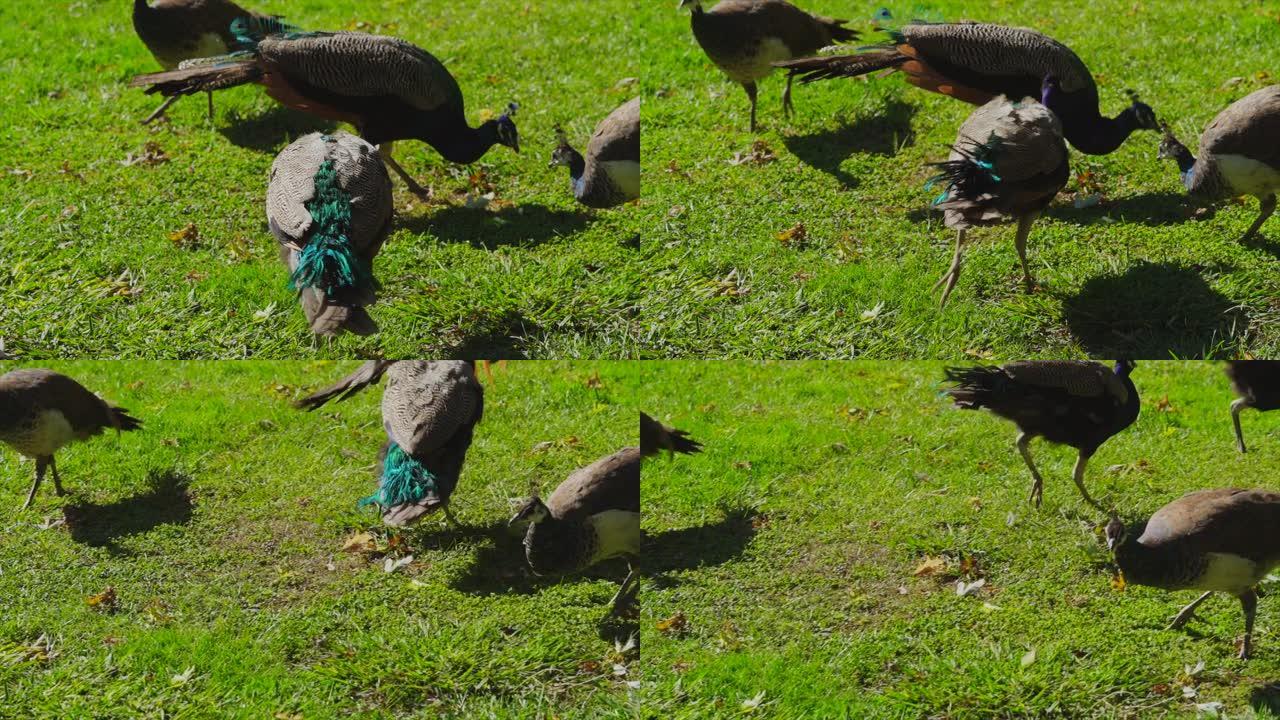 孔雀攻击另一只孔雀觅食