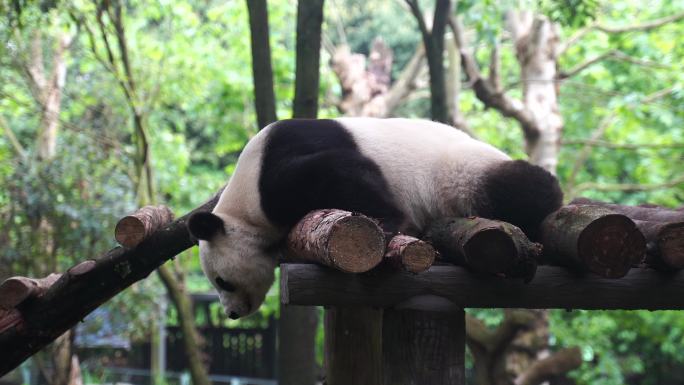 大熊猫趴着睡觉