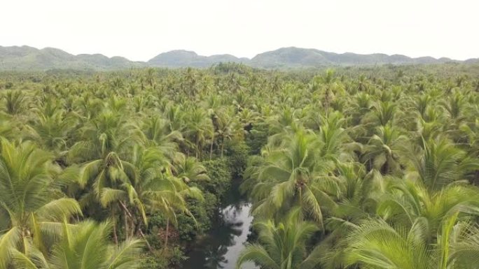 鸟瞰迷人的风景、河流、郁郁葱葱的椰子树和山脉。