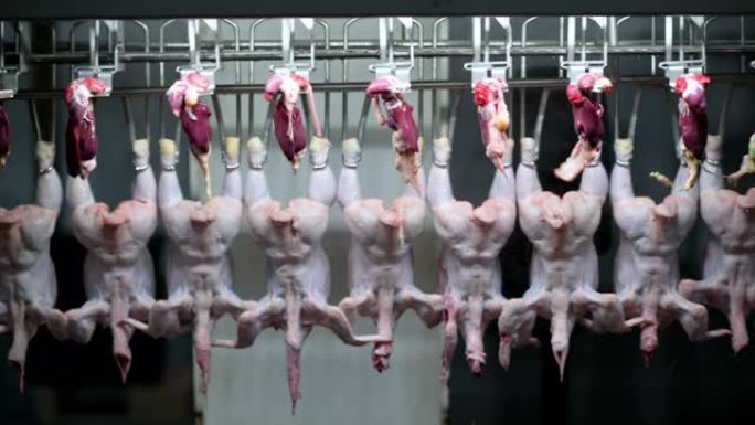 鸡肉工厂工艺输送机肉类工业生产线