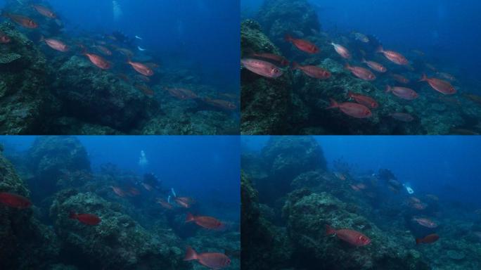 日本珊瑚礁的红色大眼学校 (Priacanthus hamrur)
