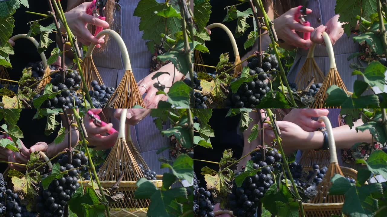 游客在葡萄酒场慢动作切割新鲜葡萄。