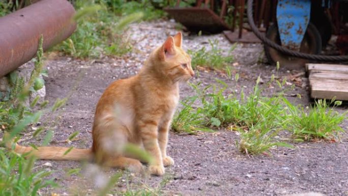 无家可归的野生红色小猫走在垃圾场后院的垃圾填埋场