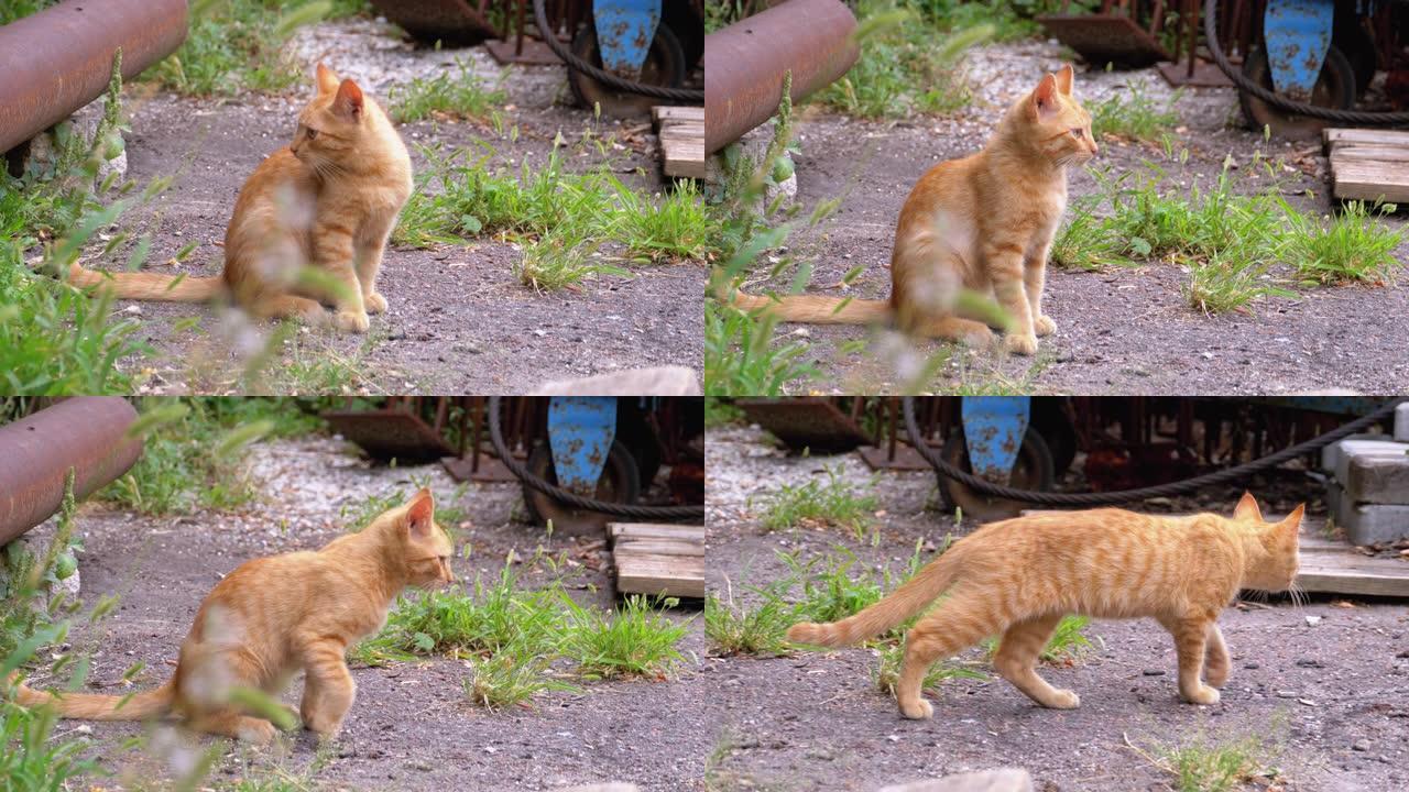 无家可归的野生红色小猫走在垃圾场后院的垃圾填埋场