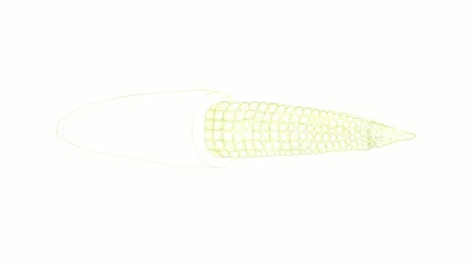 婴儿玉米视频剪辑手绘
