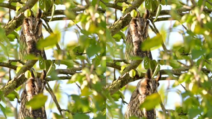 长耳猫头鹰 (Asio otus) 在秋天的日子里高高地坐在一棵绿叶的苹果树中