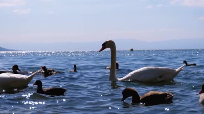 巨大的白天鹅和鸭子在湛蓝的水清澈的山湖中游泳。瑞士