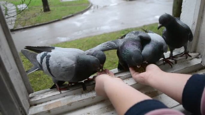 春天晴天用手喂鸟鸽子。