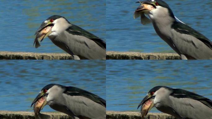 夜鹭 (Nycticorax nycticorax) 试图将一条非常大的鱼吞下喙。