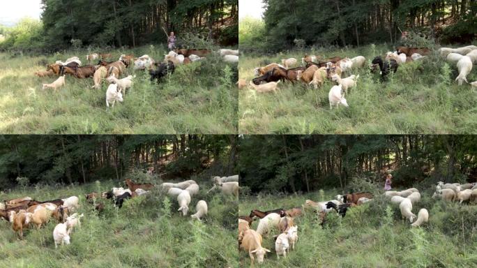 晴天在山区草地上的高级女牧羊人和绵羊和山羊群