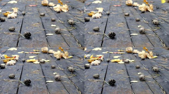 在旧的木地板上是倒下的松果，枫木和橡木的秋天黄叶。风吹落树叶，秋叶落下。慢动作