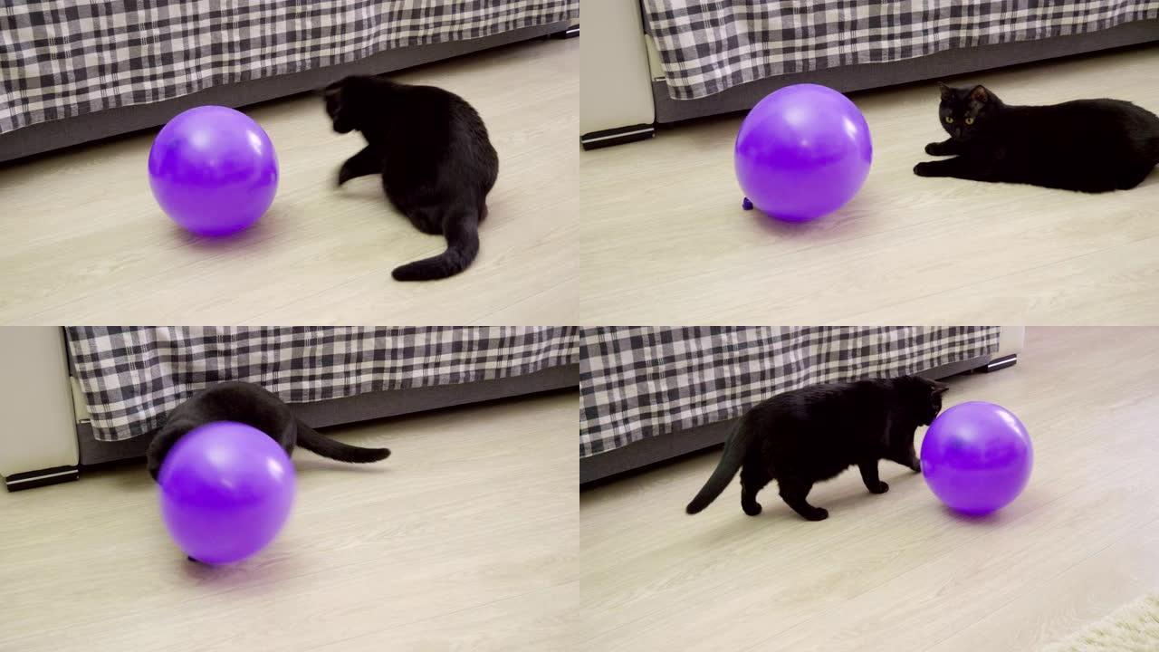 宠物。一只黑猫在客厅地板上玩紫罗兰色气球。4K