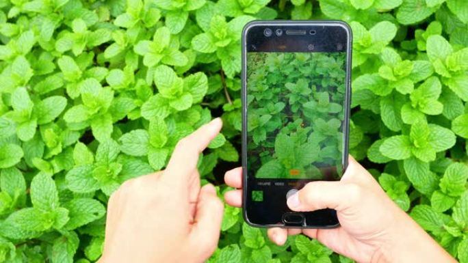 亚洲女性农民用手机拍摄农产品，在网上市场销售产品。