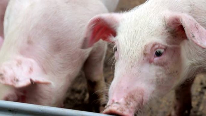 猪脸的特写。一群猪在不同品种和颜色的围栏里。农场里的猪。