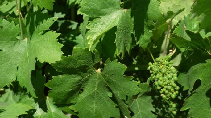 葡萄酒之乡葡萄上生长的未成熟葡萄