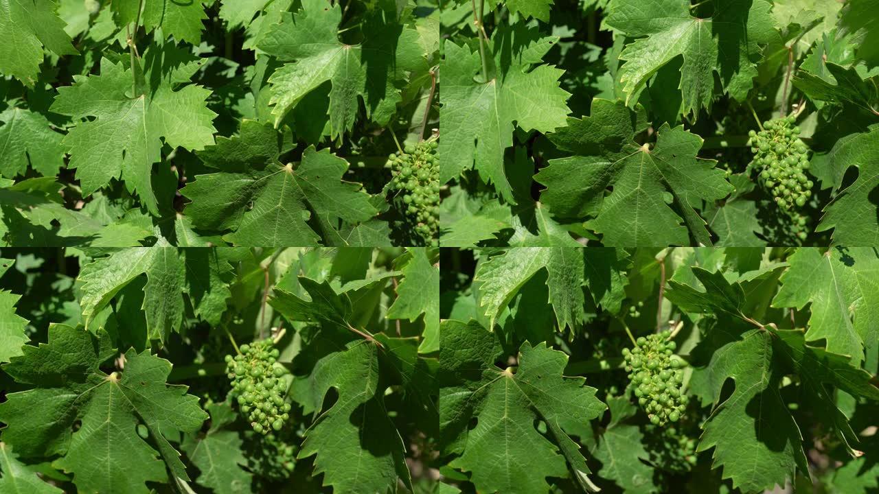 葡萄酒之乡葡萄上生长的未成熟葡萄